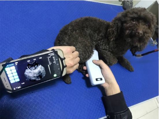 Portable Veterinary Ultrasound - W1/W2 - Image 5