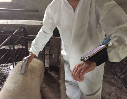 Portable Veterinary Ultrasound - W1/W2 - Image 6