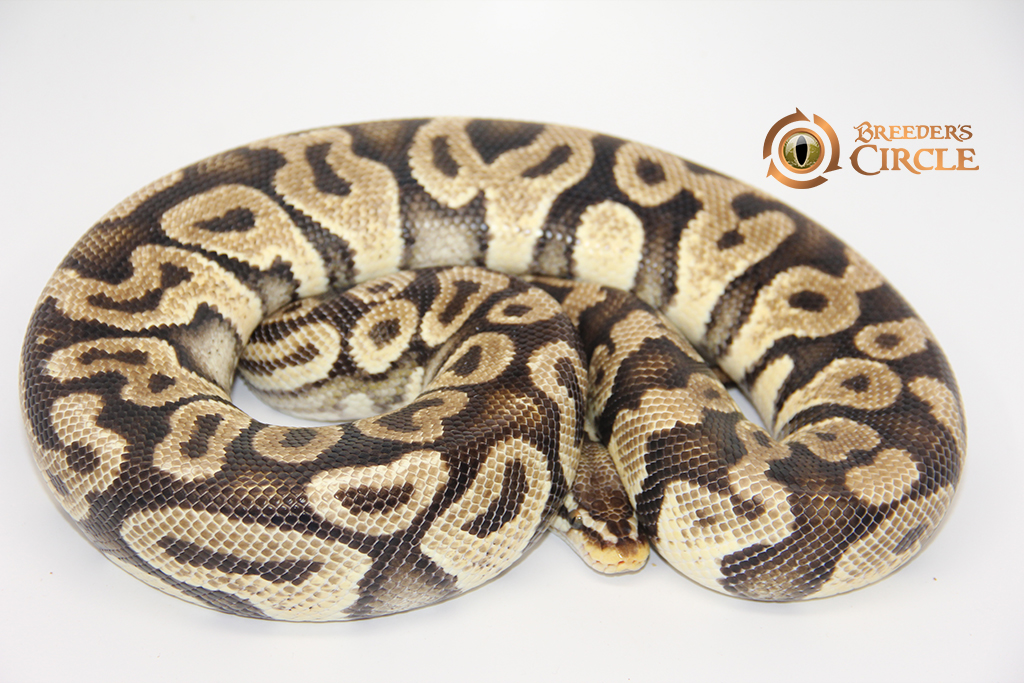 Home - Breeder's Circle