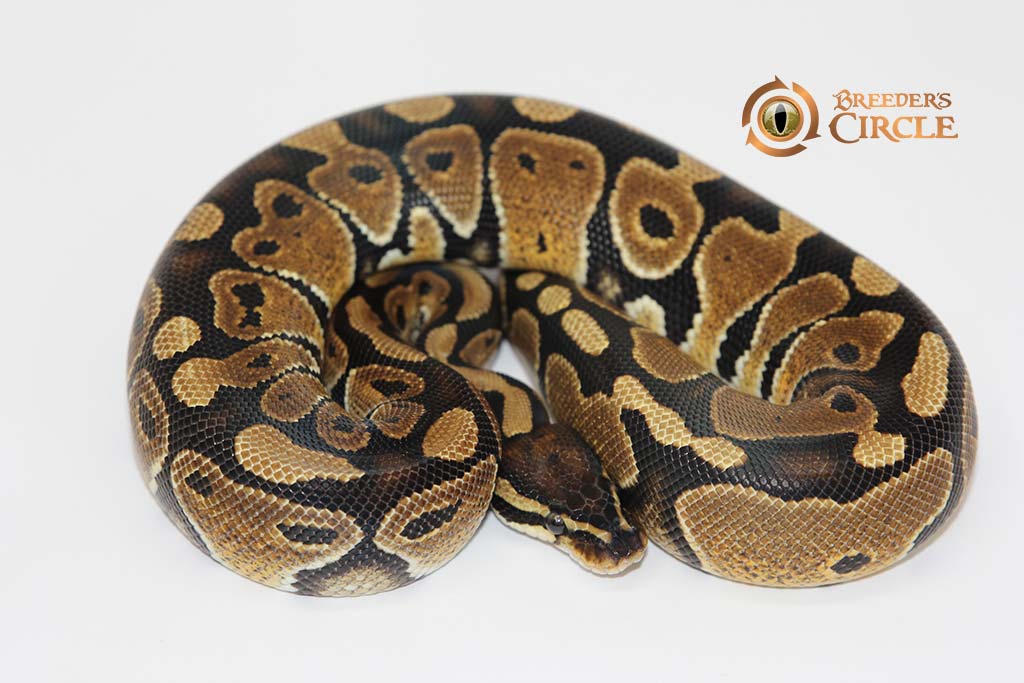 Enchi Spotnose Poss Orange Dream M22234 - Breeder's Circle