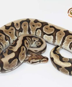 Crimson Hidden Gene Woma Granite M22082