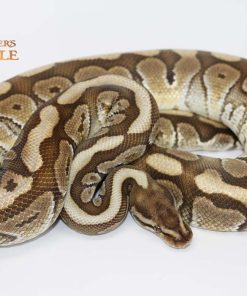 Crimson Hidden Gene Woma Mocha M19158