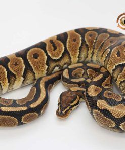 Crimson Yellowbelly M21153
