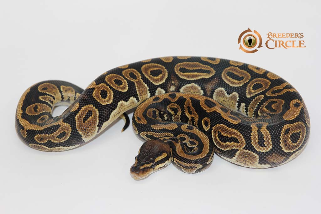 Marvel 100% Het Pied F22438
