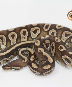 Marvel Mojave M20319