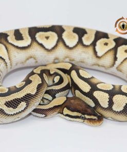 Mojave Orange Dream Yellowbelly 100% Het Clown M22351