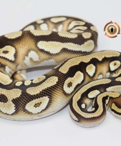 Mojave Orange Dream Yellowbelly 100% Het Clown M22352