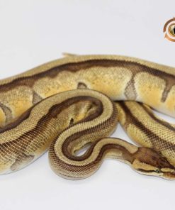 Orange Dream Enchi Genetic Stripe M21141