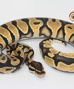 Orange Dream Yellowbelly M22362