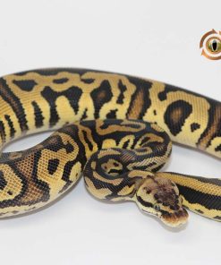 Pastel Leopard Marvel 100% Het Clown 50% Het Pied M22455