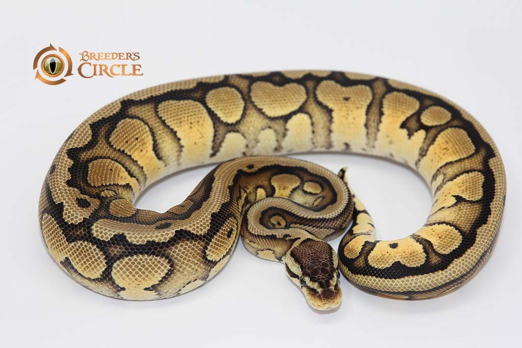 Pastel Super Red Stripe 50% Double Het Clown Genetic Stripe F22368