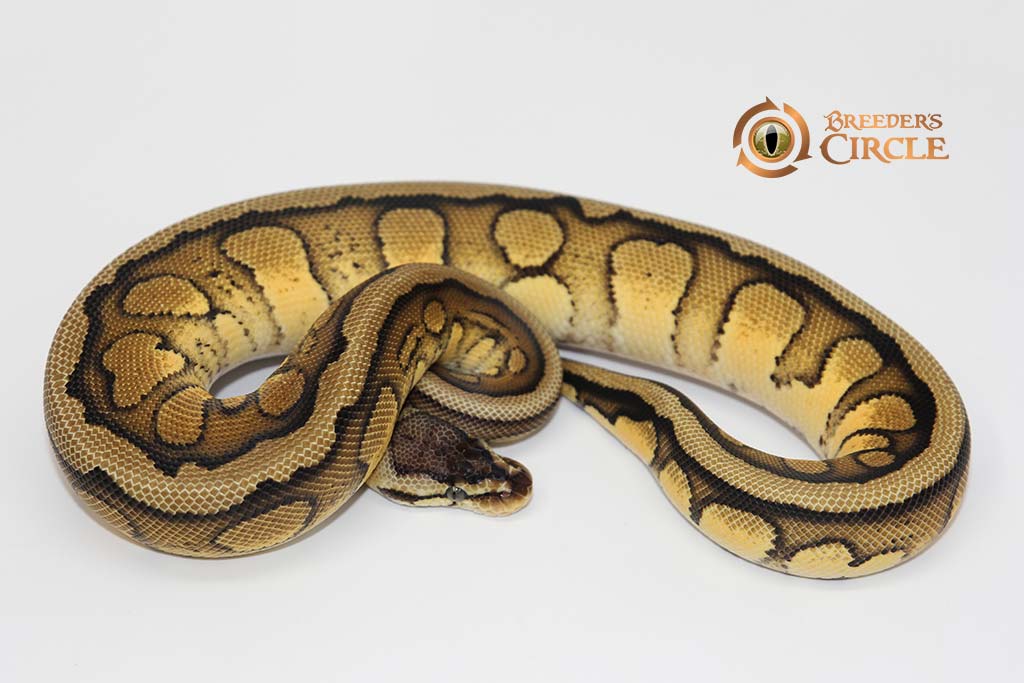 Pastel Super Red Stripe 50% Double Het Clown Genetic Stripe F22369