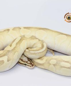 Sacred Enchi Lesser FireFly M21089