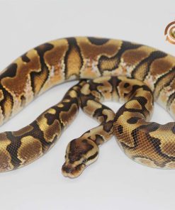 Super Crimson Hidden Gene Woma Granite Yellowbelly M22155