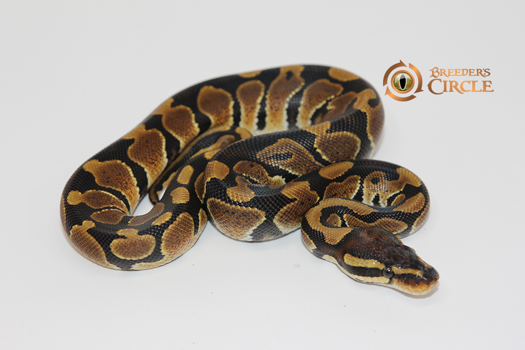 66% Double Het Ultramel Desert Ghost #M239032
