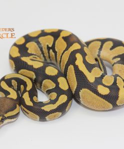 Enchi Chocolate Desert Ghost 100% Het Hypo M2310211