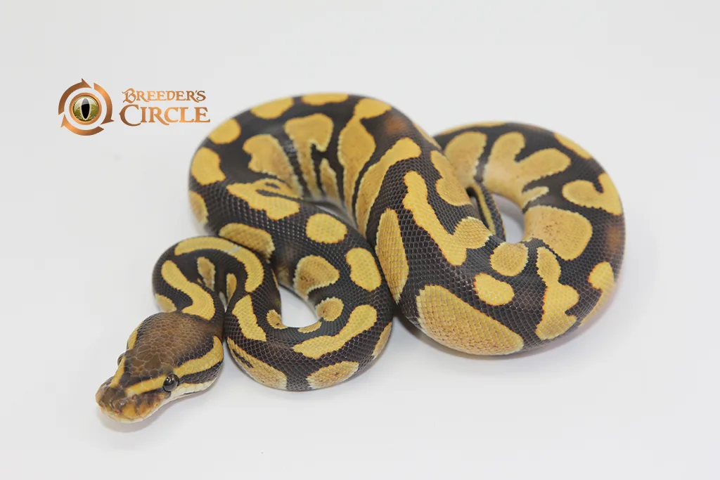 Enchi Chocolate Desert Ghost 100% Het Hypo M2310211