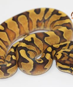 Enchi Yellowbelly Poss Special 100% Het Pied F2310224