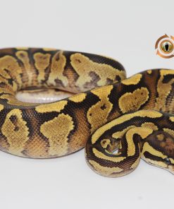 Fire Or Vanilla Yellowbelly M239076