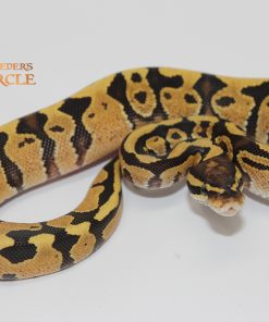 Fire Yellowbelly M239264