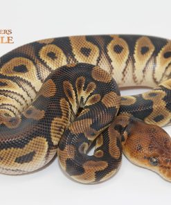 Mahogany Orange Dream Clown M2310293