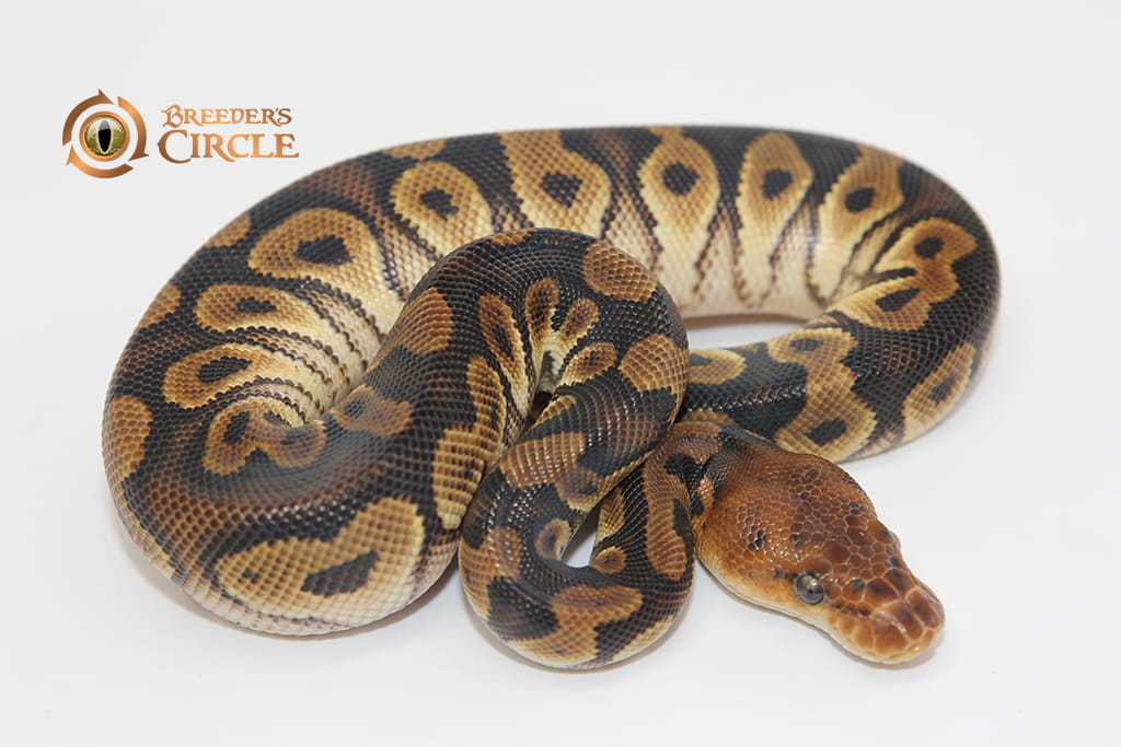 Mahogany Orange Dream Clown M2310293