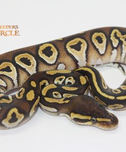 Marvel Mojave F2310287