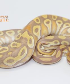 Mojave Orange Dream Ultramel M239284