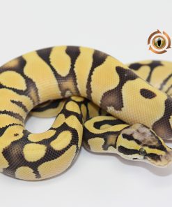 Pastel Enchi Desert Ghost 100% Het Hypo M2310217