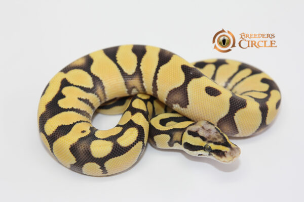 Pastel Enchi Desert Ghost 100% Het Hypo M2310217