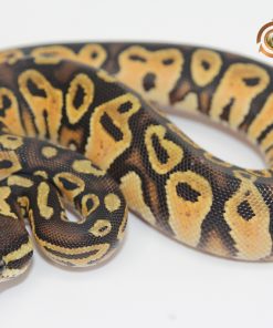 Pastel Marvel F2310283