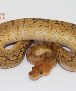 Pinstripe Red Stripe Mahogany Clown F239087