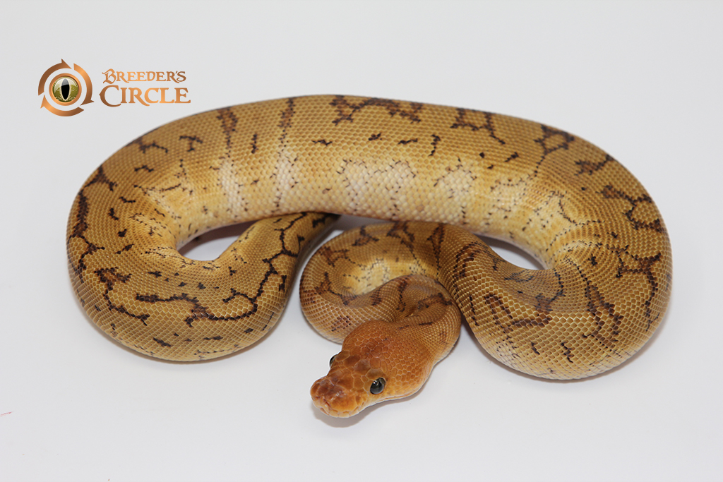 Pinstripe Red Stripe Mahogany Clown F239087