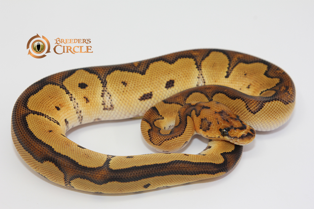 Red Stripe Clown M231144