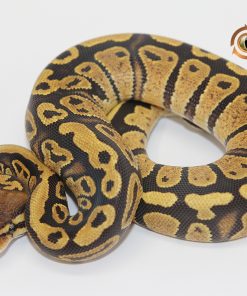 Fire Marvel 50% Het Pied F241227