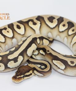 Mojave Orange Dream 100% Het Clown M22358