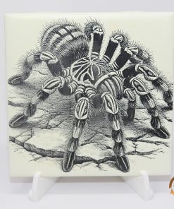 Tarantula 4"x4" Tile
