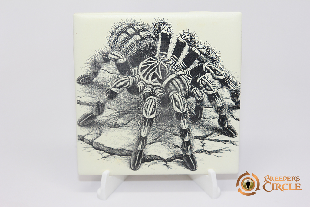 Tarantula 4"x4" Tile