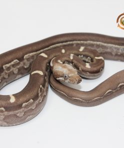 Jungle Motley Aztec IMG VPI T+ M244011 - Image 3