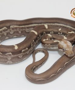 Alternative view of Jungle Motley Aztec IMG VPI T+ M244011