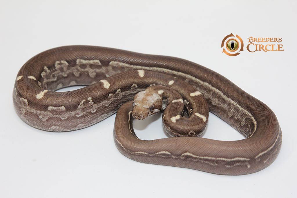 Jungle Motley Aztec IMG VPI T+ M244011 - Breeder's Circle