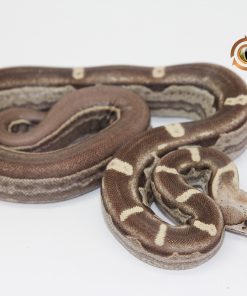 Alternative view of Jungle Motley Aztec IMG VPI T+ M2440111