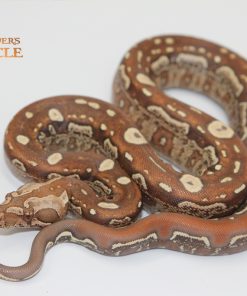 Alternative view of Jungle Aztec IMG VPI T+ M2440115