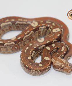 Jungle Aztec IMG VPI T+ M2440115 - Image 3