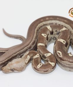 Alternative view of Jungle Motley IMG VPI T+ M2440119