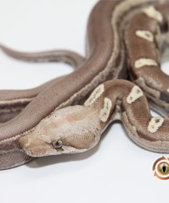 Jungle Motley IMG VPI T+ M2440119 - Image 3