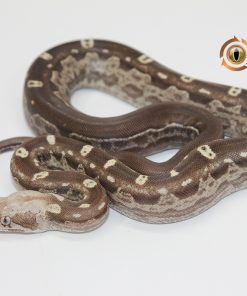Motley Aztec IMG VPI T+ M244015 - Image 3