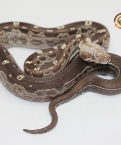 Alternative view of Motley Aztec IMG VPI T+ M244015
