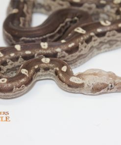 Motley Aztec IMG VPI T+ M244015 - Image 4
