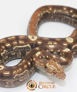 Jungle Aztec IMG VPI T+ M2440115